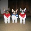 Rat Terrier Banks