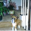 3D Boxer Bank
