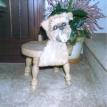 3D Brussells Griffon Stool