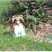 3D Sheltie Small Planter
