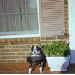 Corgi Stool