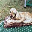 Cocker Spaniel Cement Statue