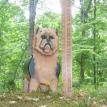 Trimmed Yorkshire Terrier Bank