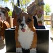 Corgi Grooming Box