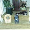 French Bulldog Bank and Chow Small Planter