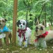 Italian Greyhound, Dalmatian, and Scottish Terrier(Wheaten) Bank