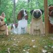 French Bulldog,English Springer Spaniel,Pug,and American Staffordshire Terrier