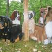 Dachshund and Shetland Sheepdog Treat Boxes with lid
