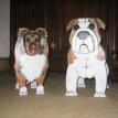 Bulldog and Sheltie banks