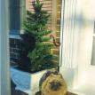 Pomeranian Small Planter