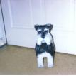 Schnauzer Bank