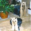Yorkie Stools