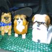 Yorkie and bulldog bank, Shih tzu planter